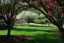 MSU campus spring