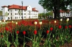 Tulips on the Montclair State University campus